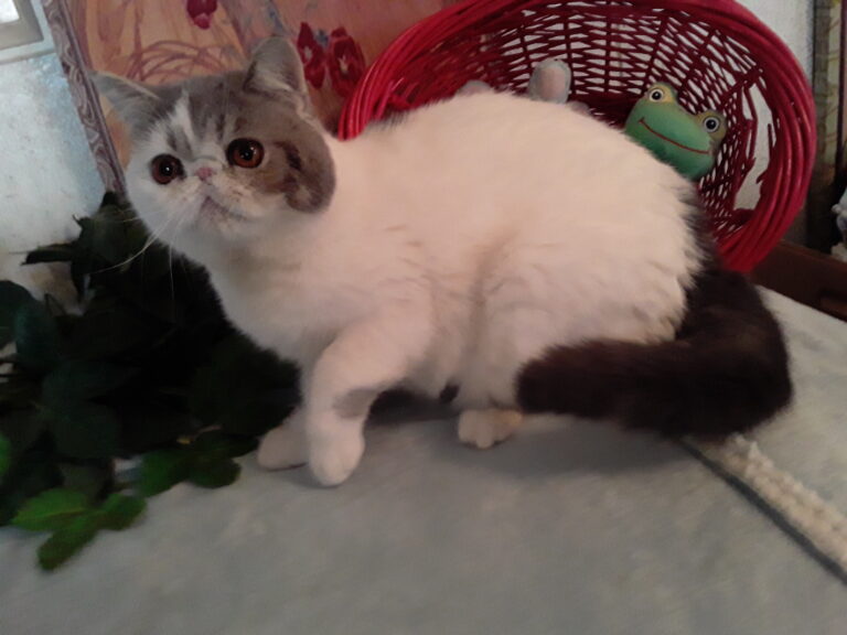 My Glamor Boy - Adult male exotic shorthair cat
